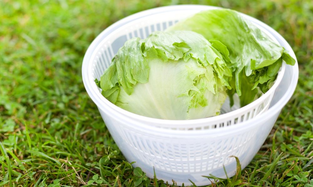 Salad Spinner & Colander